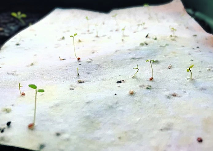 Small seedlings sprouting from a Plantable seed paper