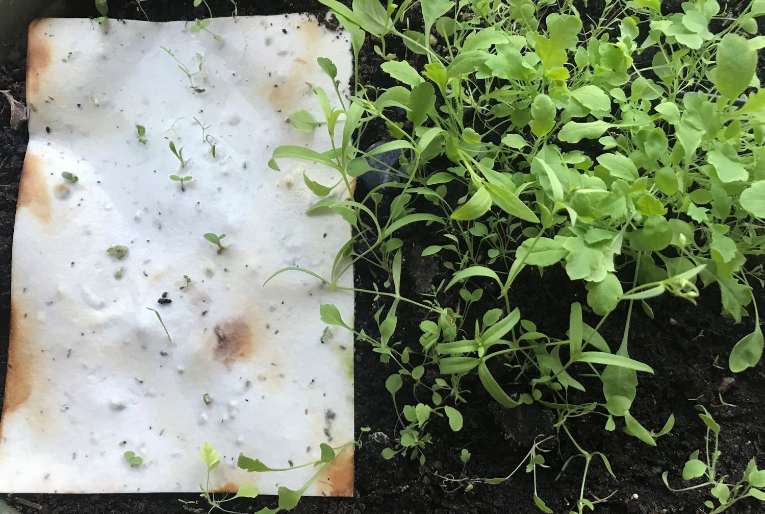 Small green plants growing on a plantable seed paper card with visible seeds.