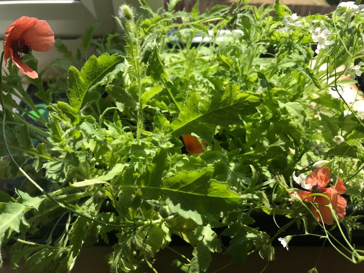 Plantable Seed Paper Birthday Card: Black Bird & Flowers - Erika's Whimsical Art