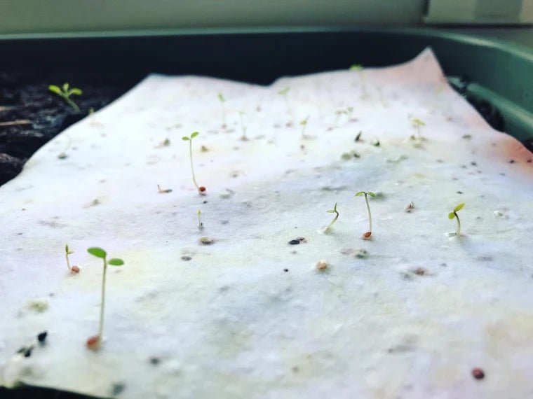 Plantable Seed Paper Birthday Card: Floral Handmade Card - Erika's Whimsical Art