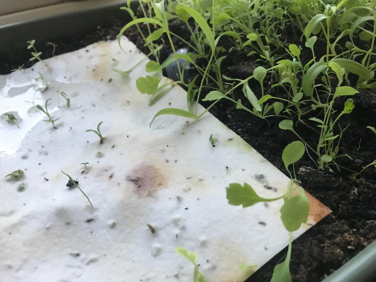 Plantable Seed Paper Birthday Card: Floral Handmade Card - Erika's Whimsical Art