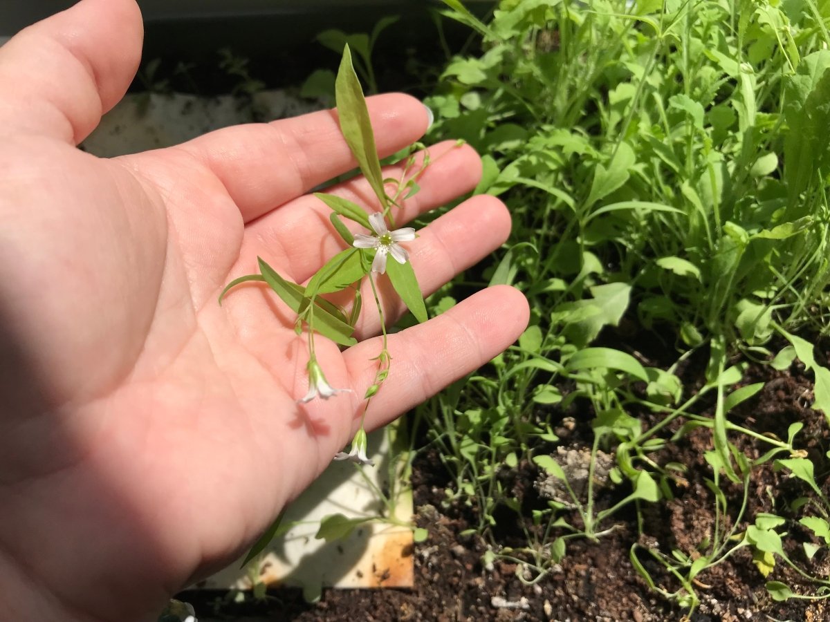 Plantable Seed Paper Birthday Card: Floral Handmade Card - Erika's Whimsical Art