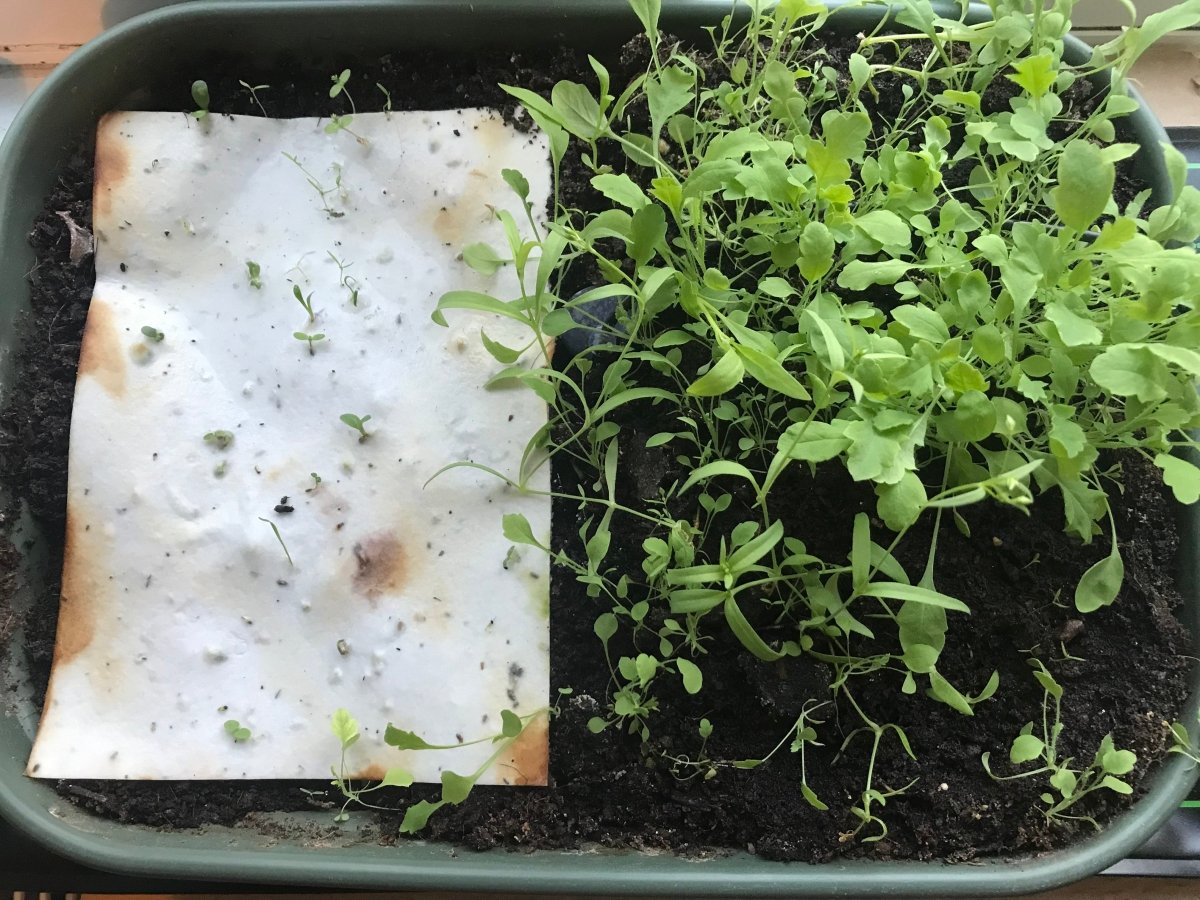 Plantable Seed Paper Birthday Card: Floral Handmade Card - Erika's Whimsical Art