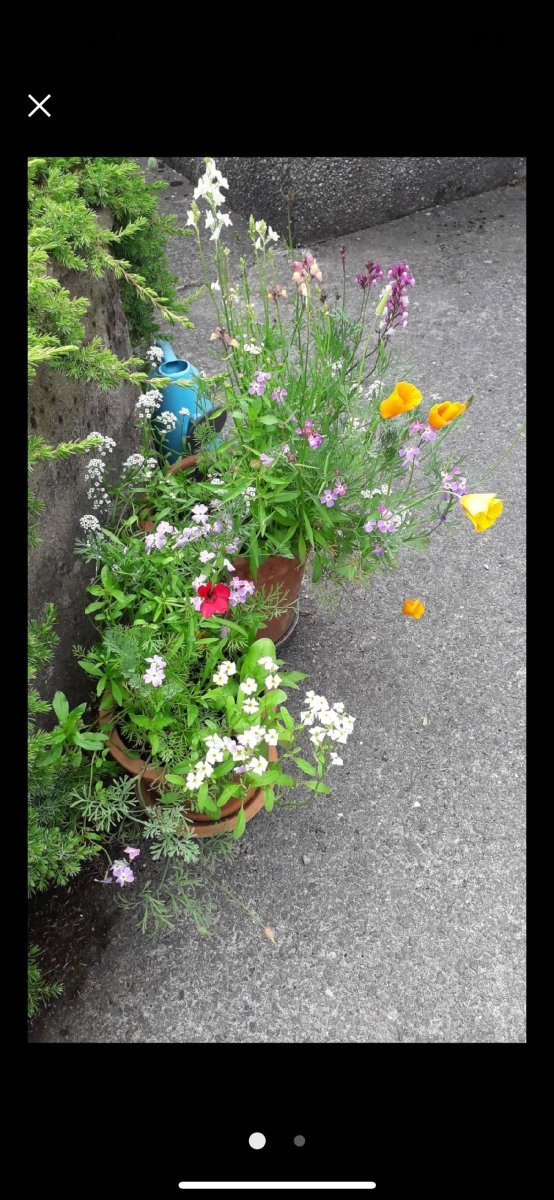 Plantable Seed Paper Birthday Card for Brother: Wildflower Eco Card - Erika's Whimsical Art