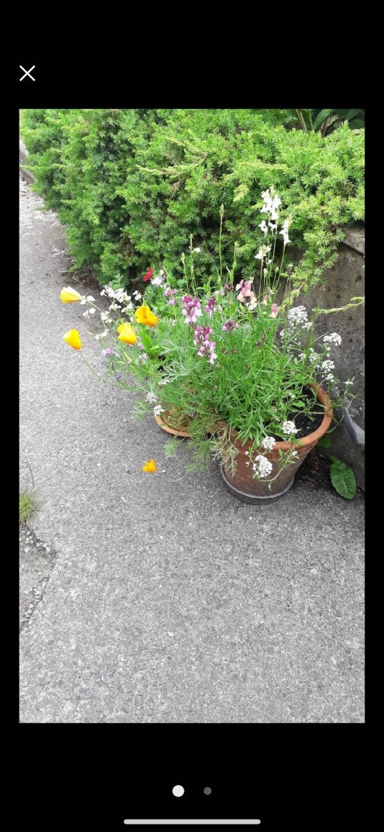 Plantable Seed Paper Birthday Card for Sister: Wildflower Eco Card - Erika's Whimsical Art