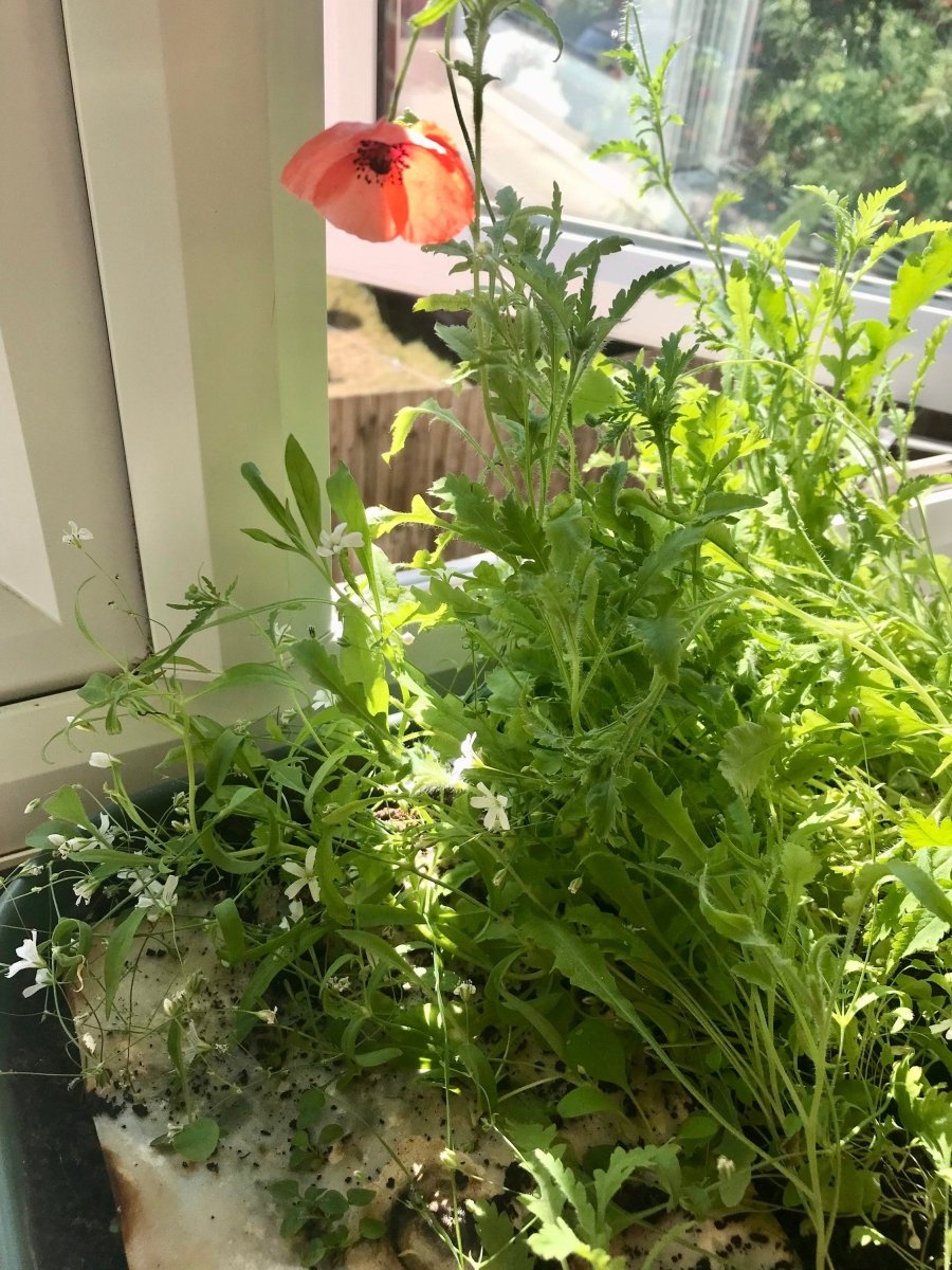 Plantable Seed Paper Birthday Card: Fox & Flowers, Eco - Friendly - Erika's Whimsical Art