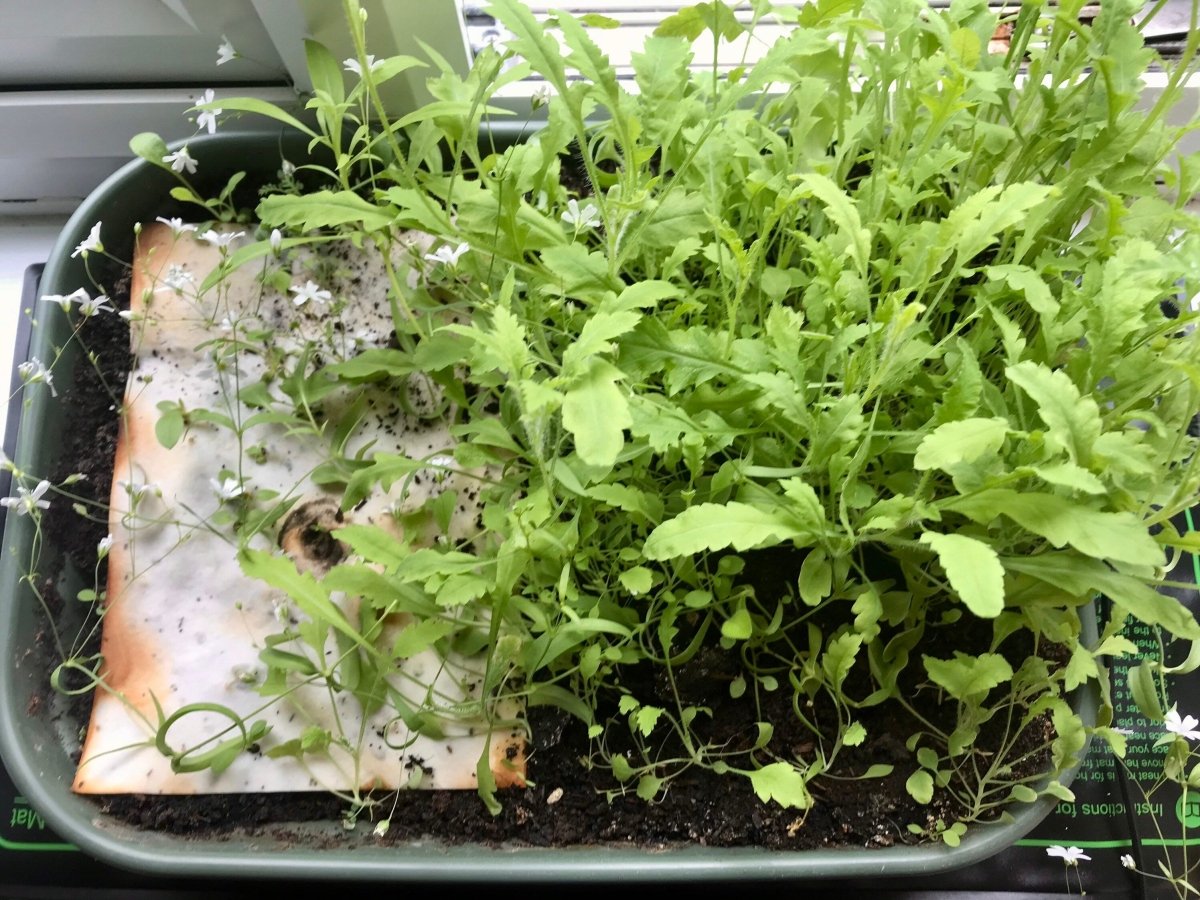 Plantable Seed Paper Birthday Card: Hare & Flowers, Eco - Friendly - Erika's Whimsical Art