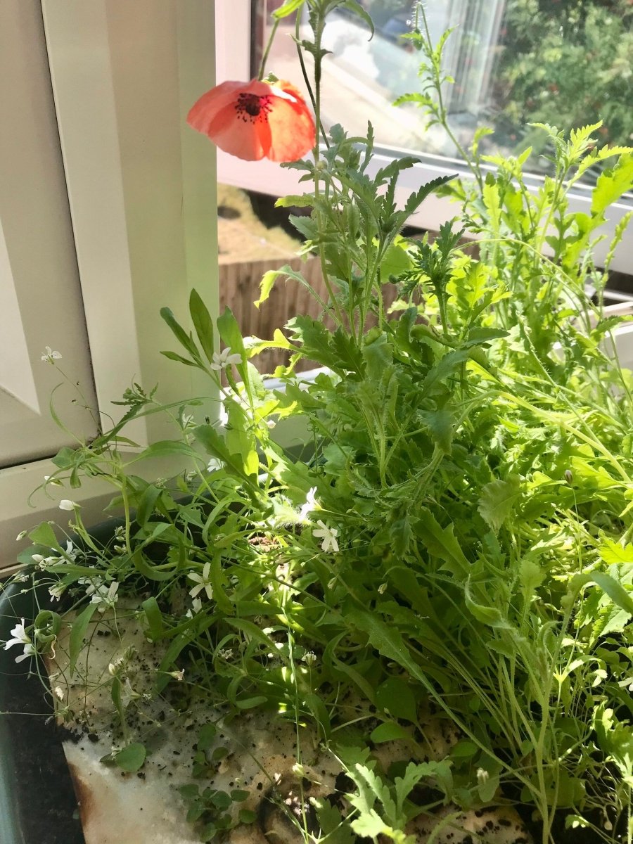 Plantable Seed Paper Card: Watercolor Floral Birthday Card - Erika's Whimsical Art