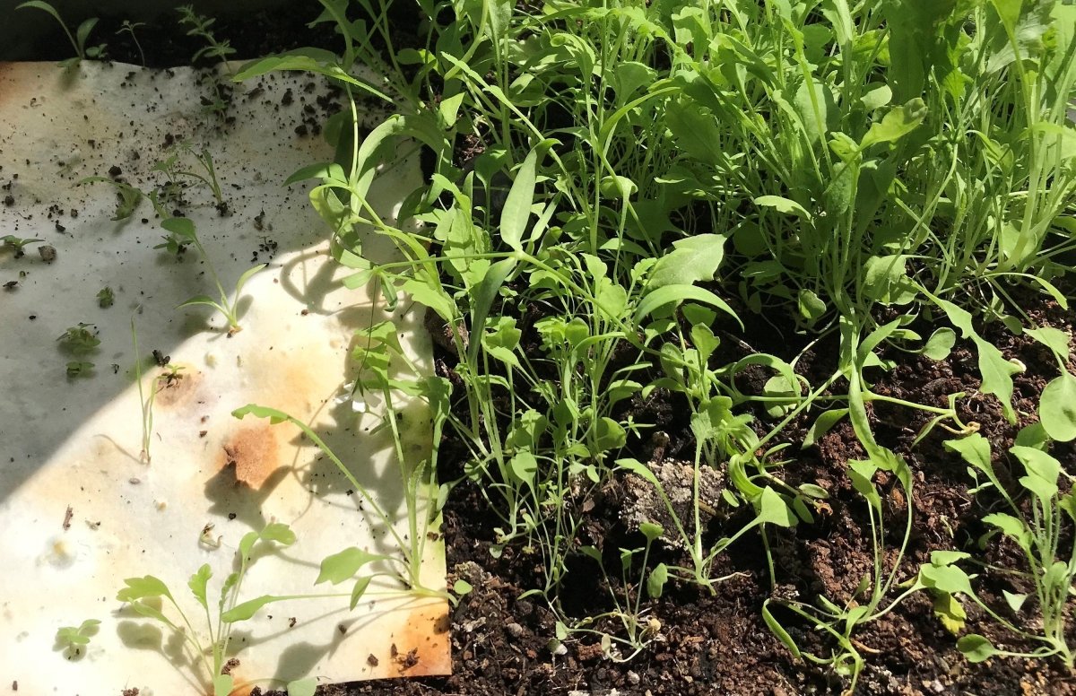 Plantable Seed Paper Christmas Card: Illustrated Floral Wreath, Eco - Friendly - Erika's Whimsical Art