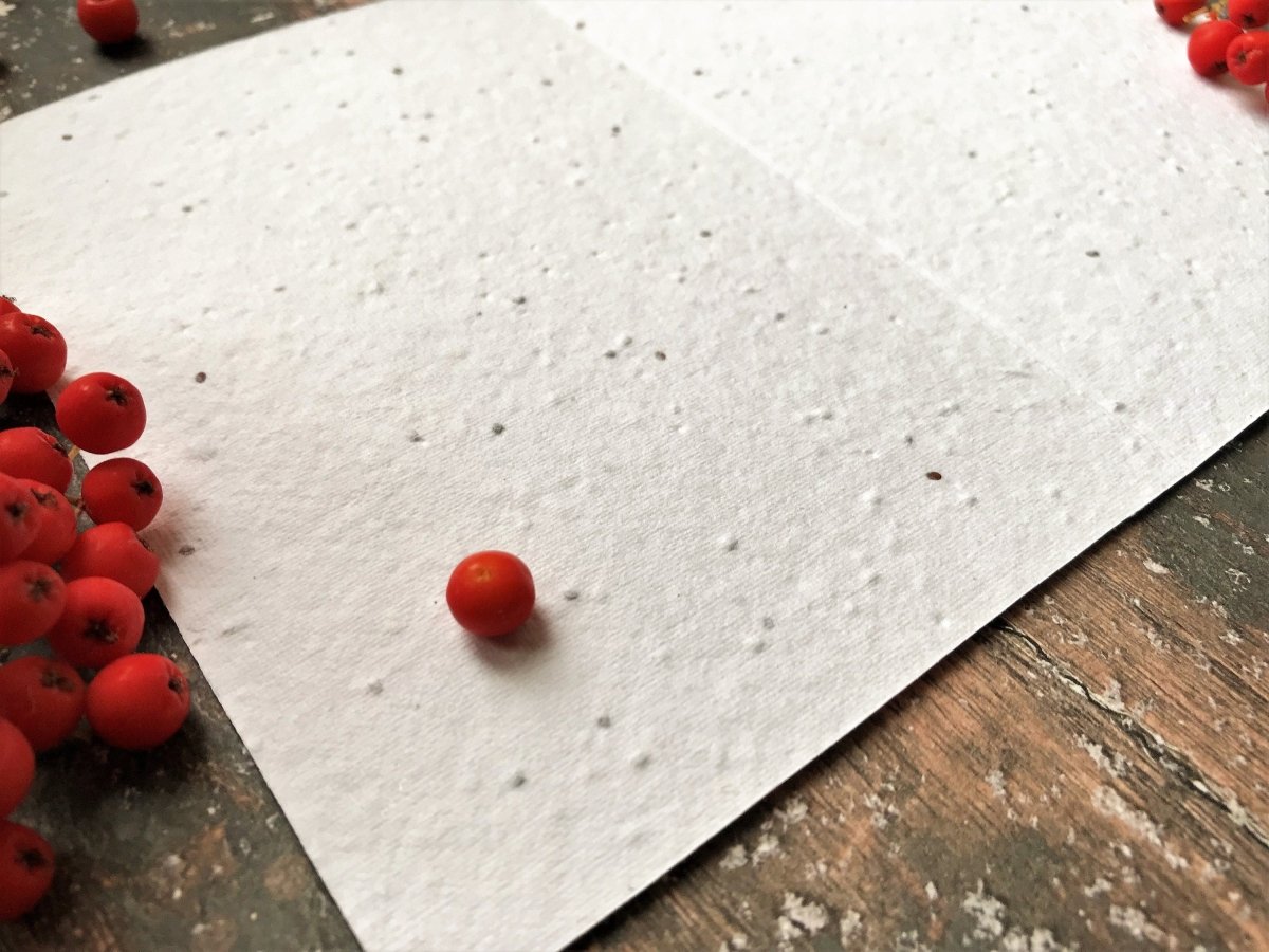 Plantable Seed Paper Christmas cards,Illustrated Christmas card,Holly card,Christmas Holly Illustration,Eco Friendly cards,Christmas floral - Erika's Whimsical Art