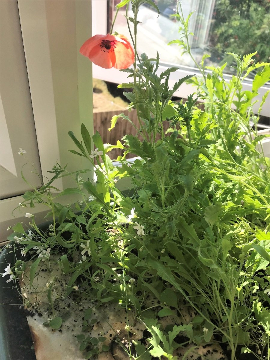 Plantable Seed Paper Christmas cards,Illustrated Christmas card,Holly card,Christmas Holly Illustration,Eco Friendly cards,Christmas floral - Erika's Whimsical Art