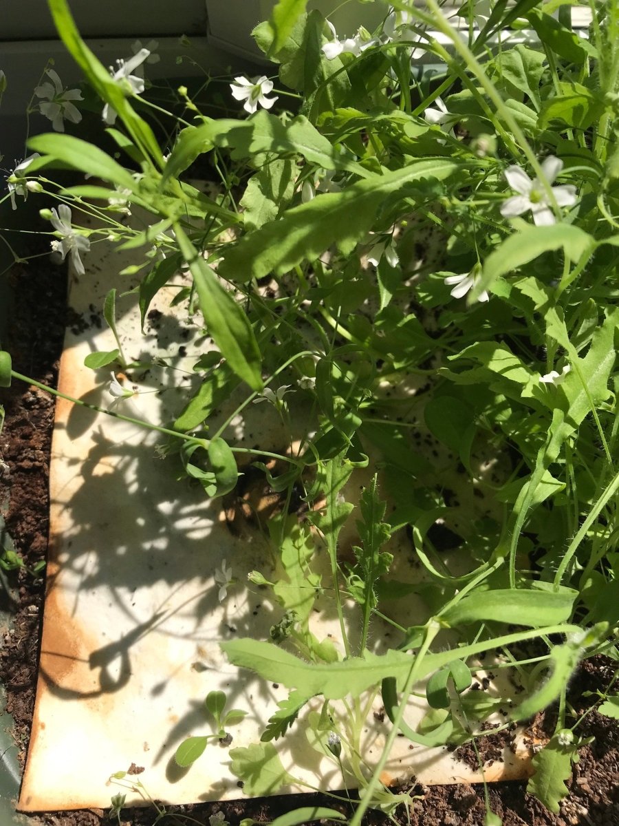 Plantable Seed Paper Dad Birthday Card: Eco - Friendly Floral Design - Erika's Whimsical Art