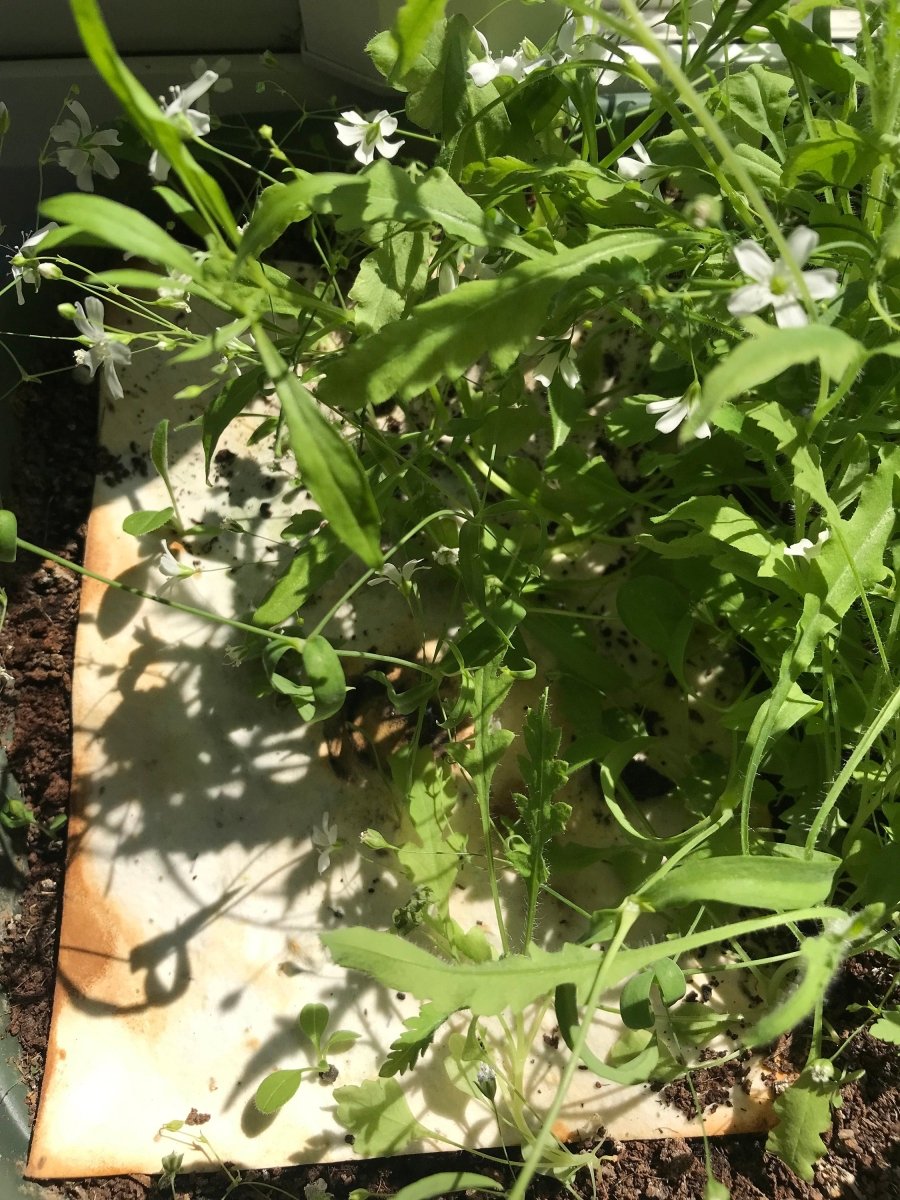 Plantable Seed Paper Greeting Card: Watercolor Flower Design - Erika's Whimsical Art