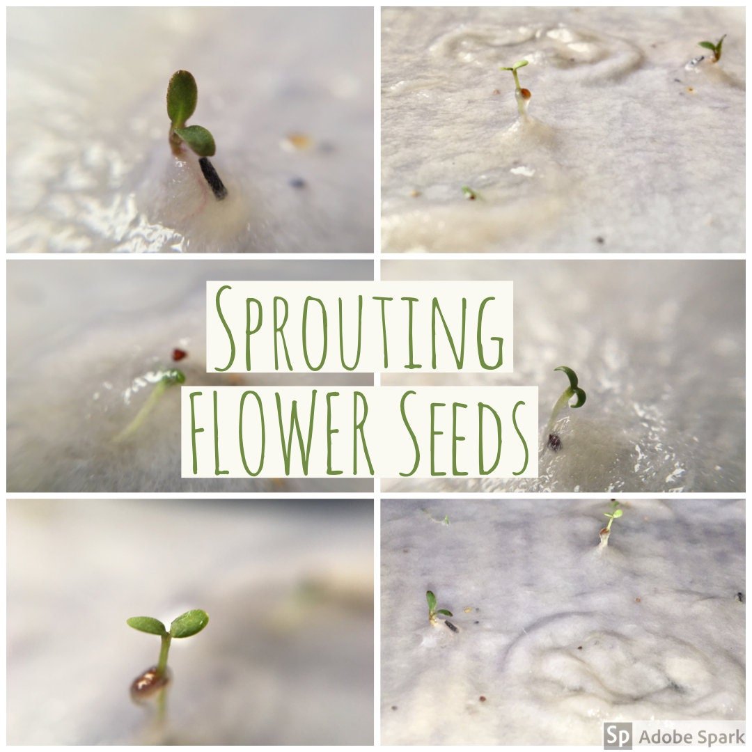 Plantable Seed Paper Mum Card: Eco - Friendly Floral Design - Erika's Whimsical Art