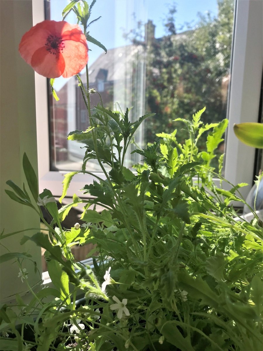 Plantable Seed Paper Thank You Card: Vintage Flower Design - Erika's Whimsical Art