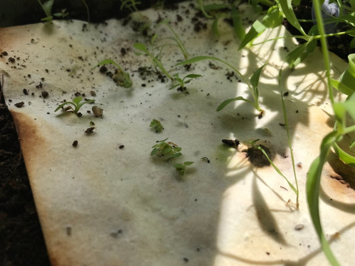 Set of 6 Plantable Seed Paper Christmas cards,Illustrated Christmas card,Christmas Cards,Eco Friendly card, Christmas cards pack, Xmas Cards - Erika's Whimsical Art