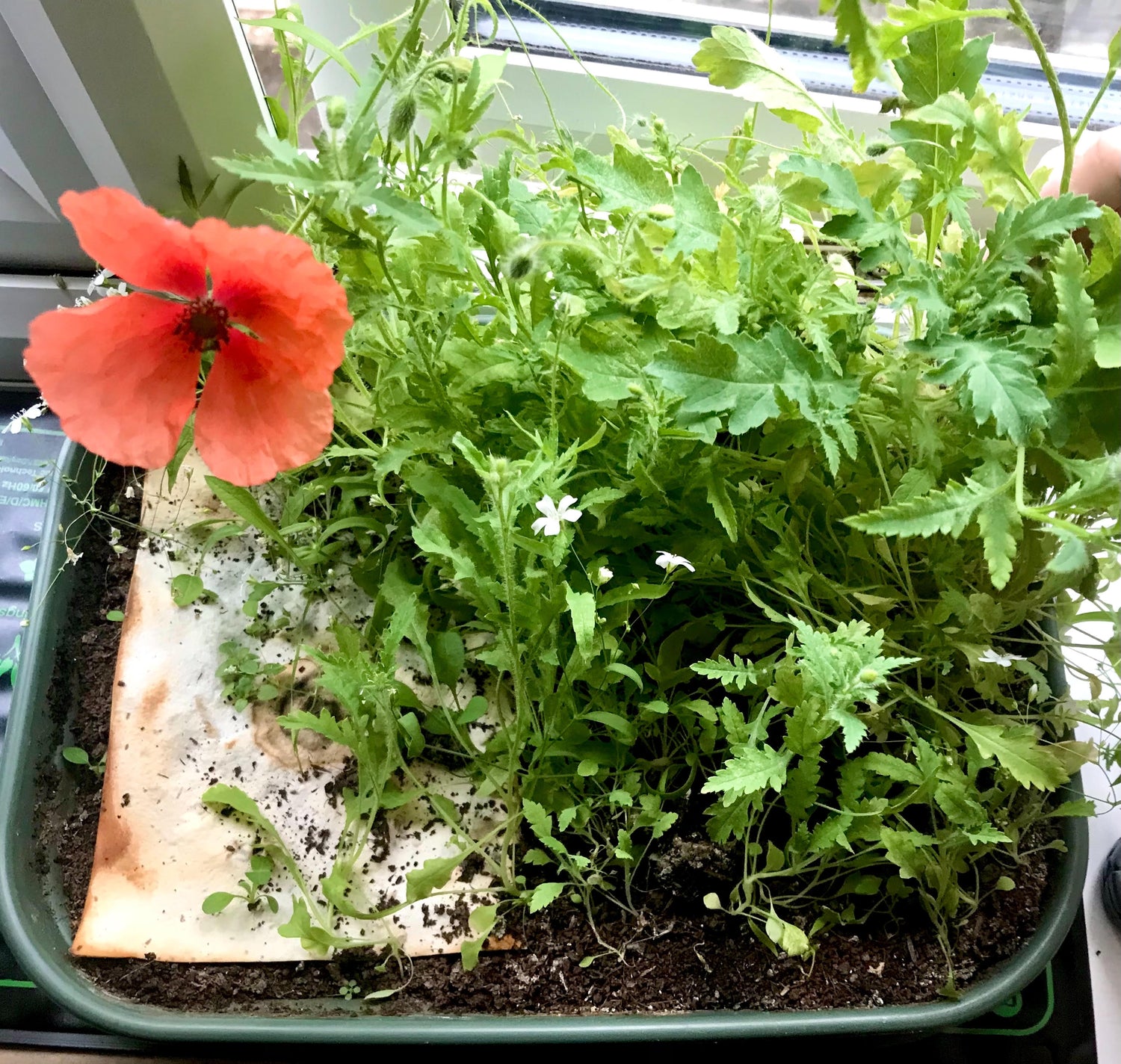 Poppy and wildflowers grow from seed paper